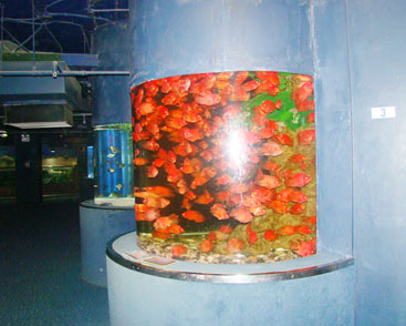 酒店大型鱼缸建设