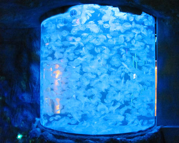 酒店亚克力鱼缸建设