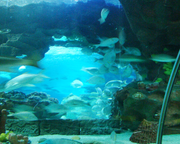 海洋馆造景