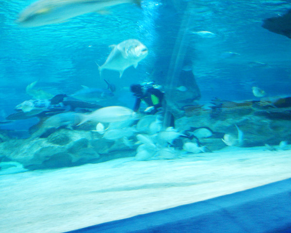 海洋馆内清理池底