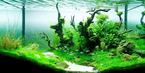   北京科技馆水族工程造景采用最新颖的设计风格，结合场馆的特点，量身打造个性鲜明的水族工程，让这个场馆显得生气盎然，灵动活泼。