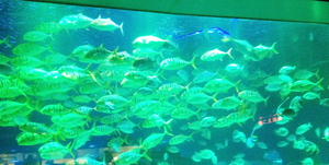   武汉科技馆水族工程造景根据场馆实际情况，采用最新颖的设计风格，结合场馆的特点，量身打造个性鲜明的水族工程，让这个场馆显得生气盎然，灵动活泼。

